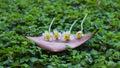 Dried leaf with beautiful grass flowers stand out on the green Royalty Free Stock Photo