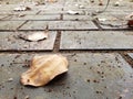 Dried leaf on the brick floor in the park. Shalow depth of field view. Hot summer weather.