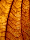 Dried leaf closeup Royalty Free Stock Photo