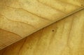 Dried Leaf Closeup Royalty Free Stock Photo