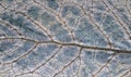 Dried leaf closeup. Autumn leaf texture macro photo. Blue green leaf vein pattern. Royalty Free Stock Photo