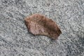 Dried leaf on concrete floor Royalty Free Stock Photo