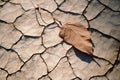 a dried leaf on cracked ground Royalty Free Stock Photo