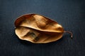 Dried leaf. Dry brown leaf. Selective focus. Shallow depth of field. Heavily textured image Royalty Free Stock Photo