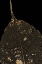 Dried leaf (ficus religiosa