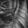 Dried leaf, fine details and very high-res for background. Fine art black and white photo.