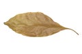 Dried leaf isolated on white background