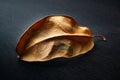 Dried leaf. One dry brown leaf. Selective focus. Small depth of field. Heavily textured image