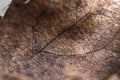 The dried leaf of a plant close-up. Dark brown natural textured background or wallpaper. Symbol: disease, wilting, old age, autumn