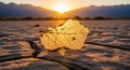 A dried leaf on cracked earth with mountains and a bright sun in the background at sunset time Royalty Free Stock Photo
