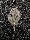 Dried leaf on the road