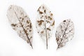 Dried Leaf Skeleton