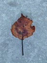 Dried leaf on snow background Royalty Free Stock Photo