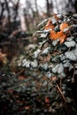 Dried leaf still hanging on branch in forest in autumn Royalty Free Stock Photo