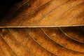 Dried leaf texture background. Royalty Free Stock Photo