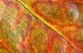 Macro of autumn leaf Royalty Free Stock Photo