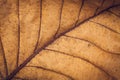 Dried leaf texture