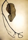 A Dried leaf