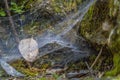 Dried leaf trapped in a spider web between the rocks in a forest Royalty Free Stock Photo