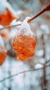 dried leaf on a tree branch covered with snow on a winter day Royalty Free Stock Photo