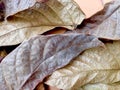 Dried leaf wallpaper Royalty Free Stock Photo