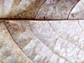 Dried leaf wallpaper Royalty Free Stock Photo