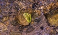 Dried leaf in the water on the rocks and pebbles Royalty Free Stock Photo
