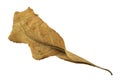 Dried leaf on white background.