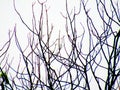 Dried leafless silhouette tree  clear sky Royalty Free Stock Photo