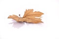 Dried leave Royalty Free Stock Photo