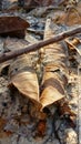 Dried Leave on the ground Royalty Free Stock Photo