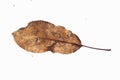Dried leave in the snow, natural light Royalty Free Stock Photo