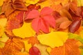 Dried leaves background Royalty Free Stock Photo