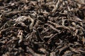Dried leaves of black tea background. Royalty Free Stock Photo