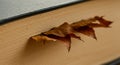 Dried Leaves Bookmarking Antique Book Pages Royalty Free Stock Photo