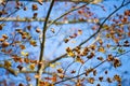 Dried leaves on the branches as the winter comes