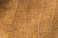 Close up detial of brown dry leaf texture background Royalty Free Stock Photo