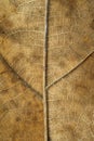 Close up detial of brown dry leaf texture background Royalty Free Stock Photo