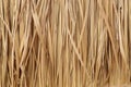 Dried leaves of the cogon grass, natural texture background Royalty Free Stock Photo