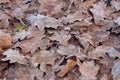 Dried leaves covered with hoarfrost on ground Royalty Free Stock Photo