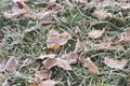 Dried leaves covered with hoarfrost on ground Royalty Free Stock Photo