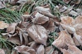 Dried leaves covered with hoarfrost on ground Royalty Free Stock Photo