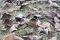 Dried leaves covered with hoarfrost on ground Royalty Free Stock Photo