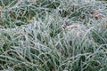 Dried leaves covered with hoarfrost on ground Royalty Free Stock Photo