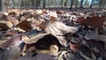 Dried leaves in Deciduous forest can turn small flames into colossal bushfires