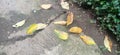 Dried leaves fall down on vintage floor