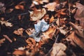 Dried leaves, fallen from trees, lie on the wet ground in the autumn season Royalty Free Stock Photo