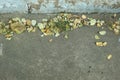 Dried Leaves Falling On Cement Copy Blank Image For Outdoor Background