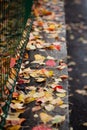 Dried leaves falling on the ground.