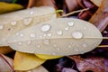 There are raindrops on the leaves.